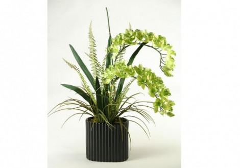 Green Orchids