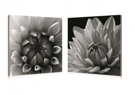 B & W Dahlia