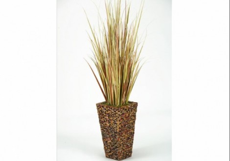 Onion Grass