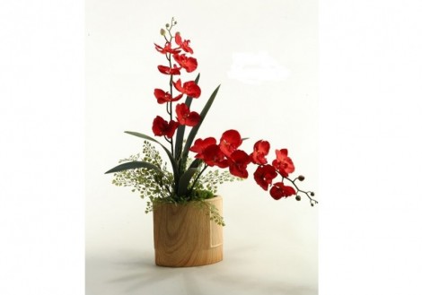 Deep Red Orchids