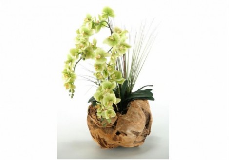Phael Orchids in Wooden Ball