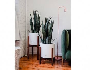 Century Planter