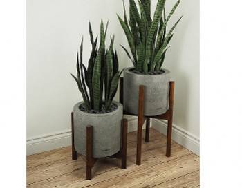 Century Planter