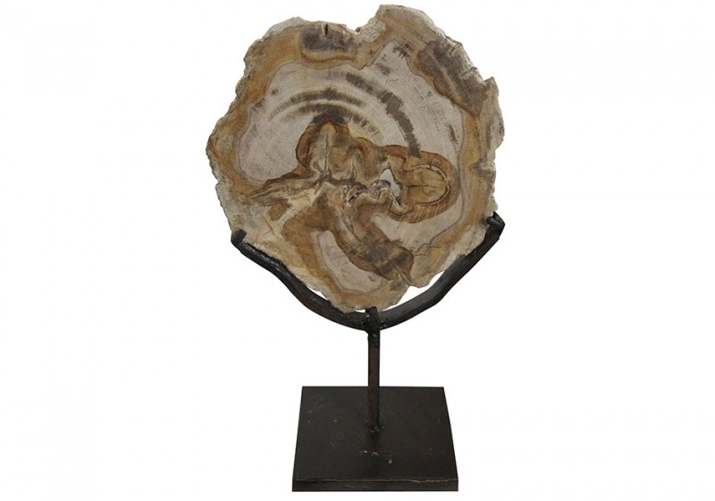Wood Fossil