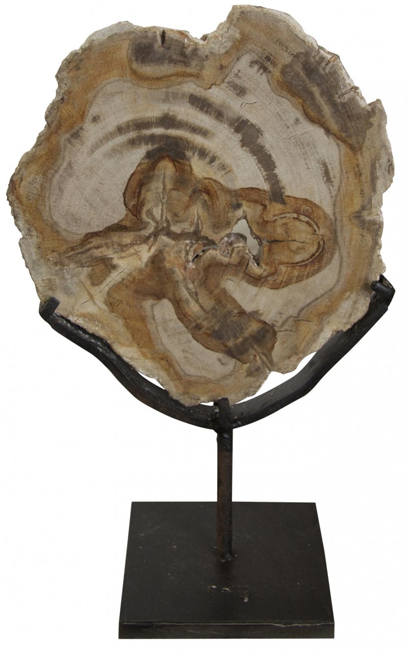 Wood Fossil