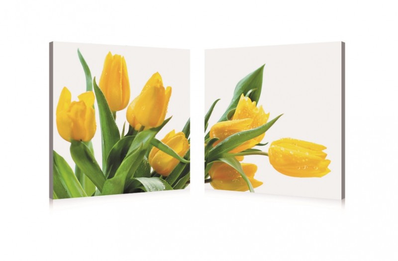 Tulips