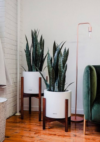 Century Planter