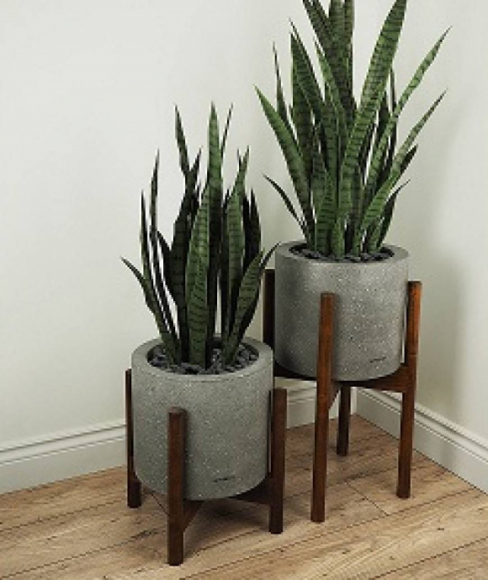 Century Planter