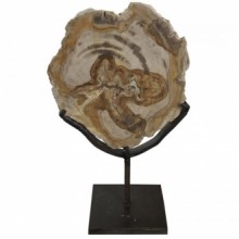 Wood Fossil