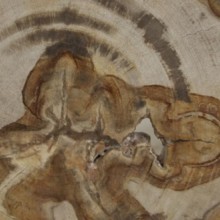 Wood Fossil